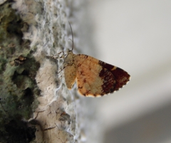 Heterusia