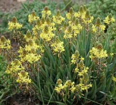 Bulbine lagopus