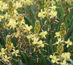 Bulbine lagopus