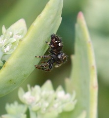 Phidippus audax