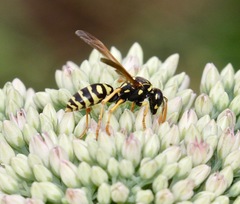 Polistes dominula