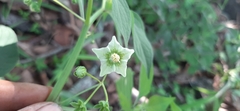 Jaltomata procumbens