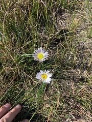 Allittia cardiocarpa