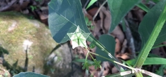 Jaltomata procumbens