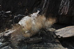 Hermbstaedtia glauca