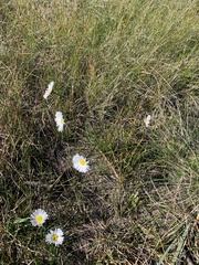 Allittia cardiocarpa