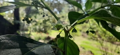 Jaltomata procumbens