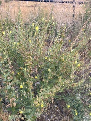 Linaria dalmatica dalmatica
