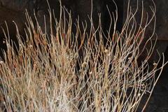 Hermbstaedtia glauca