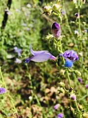 Penstemon amphorellae