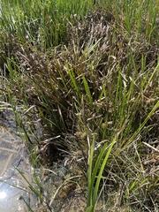 Cyperus echinatus