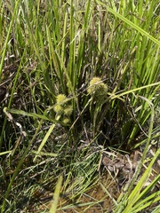 Cyperus echinatus
