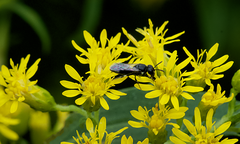 Hylaeus mesillae cressoni