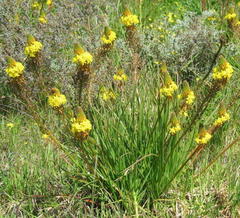 Bulbine lagopus