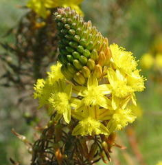 Bulbine lagopus