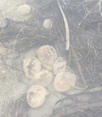 Abarenicola pacifica