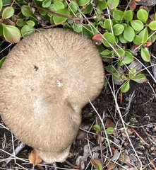 Lentinus substrictus