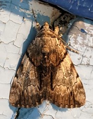 Catocala blandula