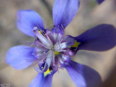 Moraea lugubris