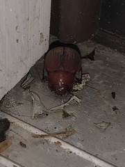 Maladera formosae