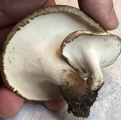 Lentinus substrictus