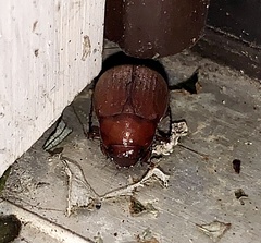 Maladera formosae