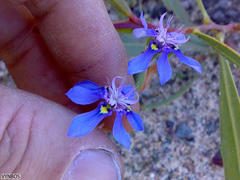 Moraea lugubris