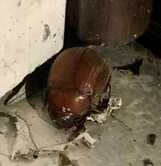Maladera formosae