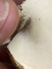 Lentinus substrictus