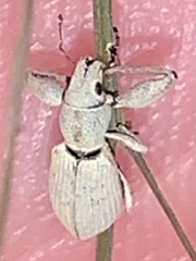 Pandeleteius nodifer