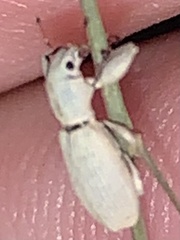 Pandeleteius nodifer