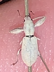 Pandeleteius nodifer