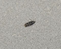 Chionodes formosella