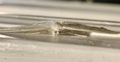 Campaea perlata