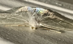 Campaea perlata