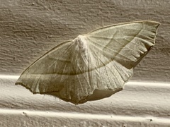Campaea perlata