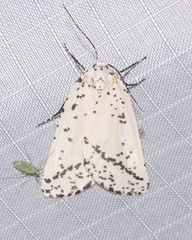 Eucaterva variaria