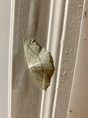 Campaea perlata