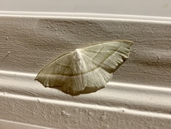 Campaea perlata