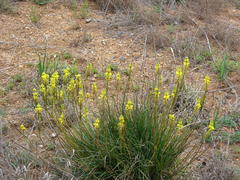 Bulbine asphodeloides