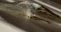 Campaea perlata