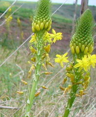 Bulbine asphodeloides