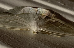 Campaea perlata