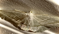 Campaea perlata