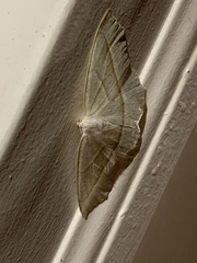 Campaea perlata