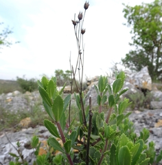 Penstemon baccharifolius