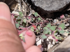 Euphorbia cinerascens