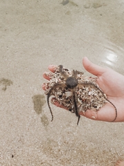 Ophiocoma scolopendrina
