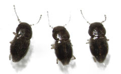 Ptinella acaciae