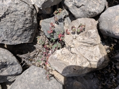 Euphorbia cinerascens